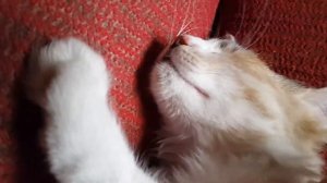 Кошка громко мурлыкает. Кошка урчит. Кошка балдеет.