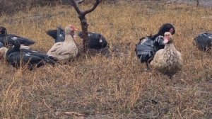 Где все утки?//Опять нападение собак/Что случилось с хохлатым селезнем?/У нас пополнение