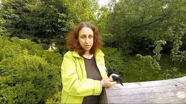 Не забирайте из природы слётков! смотреть онлайн