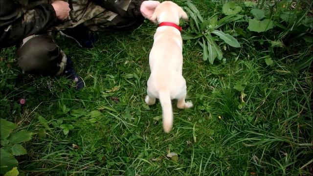 Повтор команды сидеть и можно на улице / лабрадор два месяца/Labrador Jesse смотреть онлайн