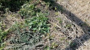 Как избавиться от сорняка на участке: три действенных метода