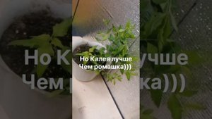 Калея запрещена!!!