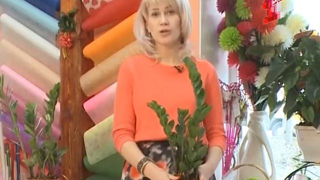Цветочные истории: Замиокулькас -цветок для ленивых