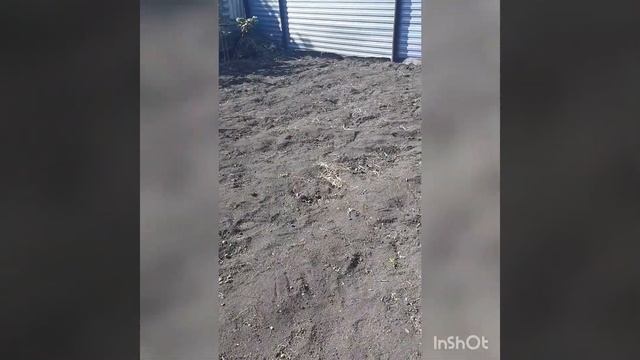 чудо гриб или паразит// картофель без проволочника и парши// маришкины заботы смотреть онлайн