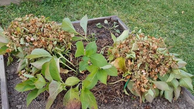 Дела дачные. Сажаю лук,чеснок,тюльпаны. Любуюсь осенью. смотреть онлайн