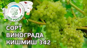 Сорт винограда Кишмиш 342. Описание сорта винограда Кишмиш 342.