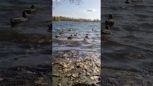 relax / nature🦆