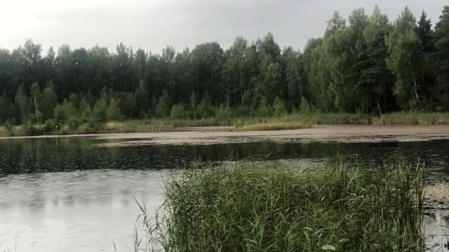 Поездка в лес за грибами. Безе в микроволновке. Выкопали лук.