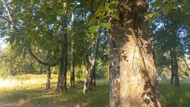 Йозеф Гайдн | Концерт Для Клавира С Оркестром смотреть онлайн