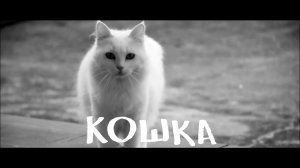 1 марта -  Всемирный день кошек в России