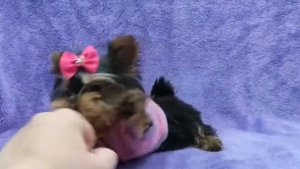 Йорк йоркширский терьер щенок купить продажа москва питомник мини