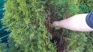 ХВОЙНЫЕ РАСТЕНИЯ ОСЕНЬЮ: ПРАВИЛА УХОДА!