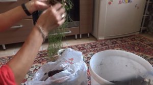 Комнатные цветы/растения. Рипсалис-Хатиора. Пересадка-обновление. Цветение гибискуса.