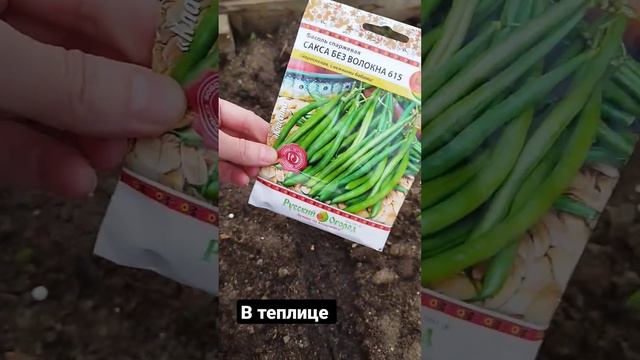 13 мая фасоль на рассаду в теплице #gardening #огороднасевере #комиреспублика #фасольспаржевая