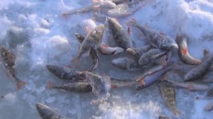 Зимняя рыбалка в Сибири на реке Оеш и Вьюны. 22 декабря 2013г.