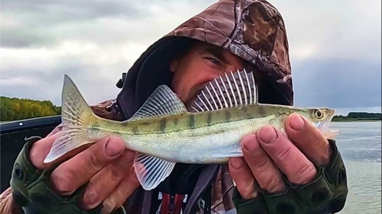 СУДАК ОБМЕЛЬЧАЛ ДО КАКТУСА ! Рыбалка на Оби 25 сентября 2023г.