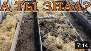 ТЕПЛИЦА весной 2018: ЧТО ДЕЛАТЬ с озимою рожью? Результат СИДЕРАТА