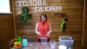 Голова садовая - Сеем клубнику на рассаду. Нужна ли стратификация семян клубники?