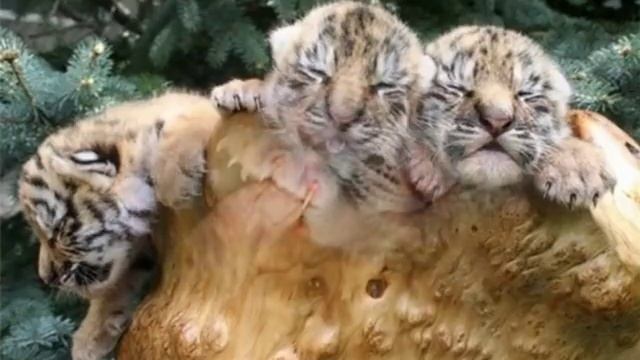 Песня про маленького тигренка смотреть онлайн