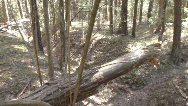 Сморгонь. Лес-2. Центральный (главный) ход сообщения смотреть онлайн