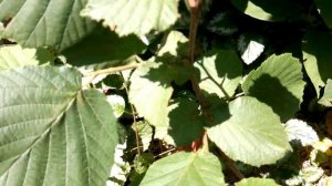 фундук / ПРОБЛЕМЫ / решаем...