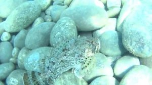 Какие рыбы водятся в Чёрном море/ снято Sony action cam.