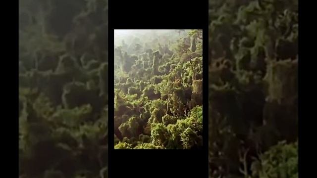 Звуки дождя и грома