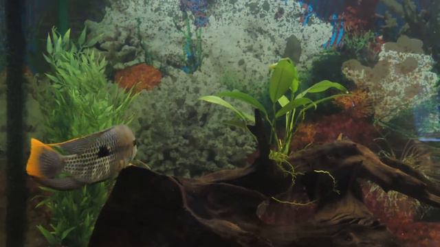 нерест акар смотреть онлайн