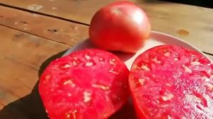 Обзор. Томат Морло Чарльстон