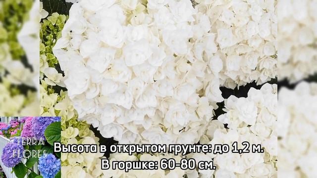 Гортензия "Флоренция" / Florencia крупнолистная из серии "Legend".