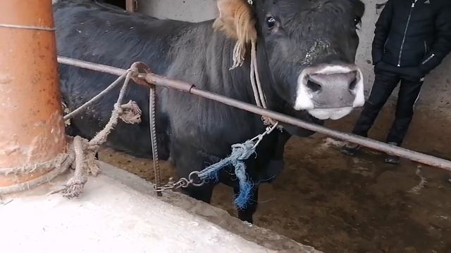 БУКА ПАРВАРИ ЯК МОХА ФОИДА ВА РАСХОД 2021 смотреть онлайн