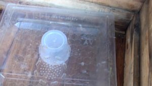 Подсадка маток через кормушку