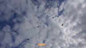 Журавли Динара Аюбова