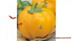 Перец сладкий Оранжевый юбилейный ? обзор: как сажать, семена перца Оранжевый юбилейный
