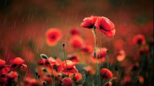 Успокаивающий звук материнского сердцебиения