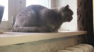 Как уговорить родителей завести котёнка?