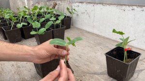 Как прививать арбузы от начала до конца