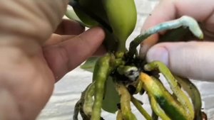 Чем больна новая орхидея"Black Bird"?Антракноз или ожог?Будем лечить антибиотиками , фитоспорином!