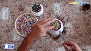 Кактус музыкальный, Композиция из разных видов кактусов, и Как правильно пересадить кактус?
