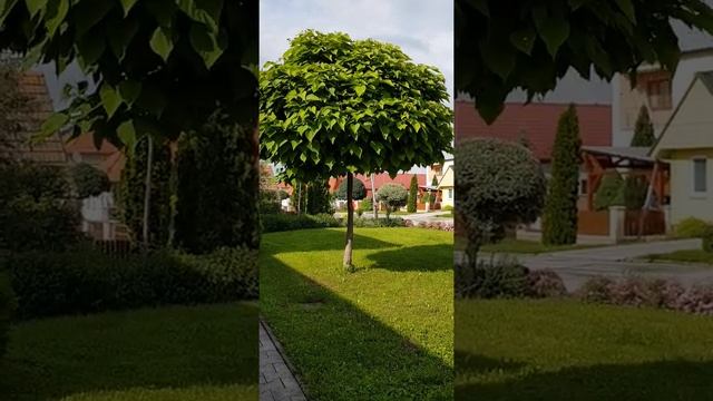 Catalpa bignonioides Nana