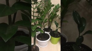 Капли воды на замиокулькасе