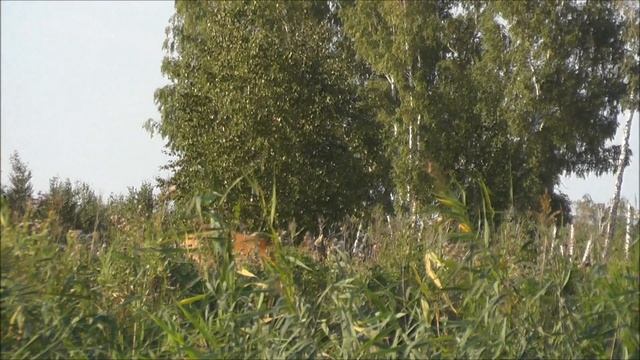 Гон косули продолжается. Козлы ничего не боятся. Подошёл на 30 метров. Охота без выстрела. смотреть онлайн