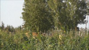 Гон косули продолжается. Козлы ничего не боятся. Подошёл на 30 метров. Охота без выстрела.