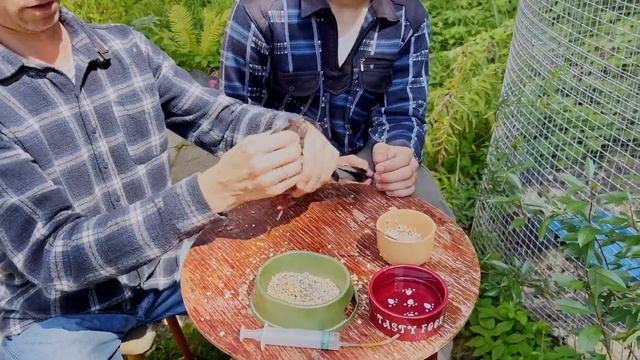 Кормление голубя запаренным зерном - мудрые советы + лайфхак - как покормить, если сам не может смотреть онлайн