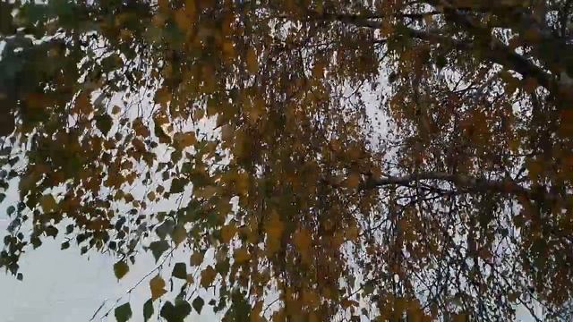 шум ветра осень для сна смотреть онлайн