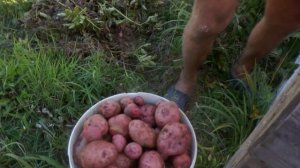 Отличный урожай картошки, в маленьком ящике, без земли, копки и ухода! 2 часть
