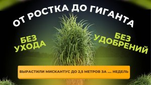 Из маленького побега в ГИГАНТА! Впечатляющий рост Мискантуса Гигантеуса.