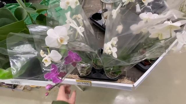 НАБИТЫЕ ОРХИДЕИ мини и сортовые орхидеи 299 руб обзор смотреть онлайн