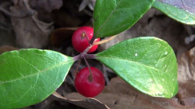 Return to Nature - A Look at Wintergreen (Gaultheria procumbens) смотреть онлайн