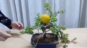 Super Easy Jade Topiary For Beginners